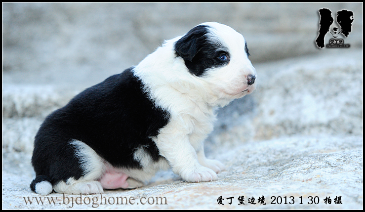 爱丁堡边境牧羊犬