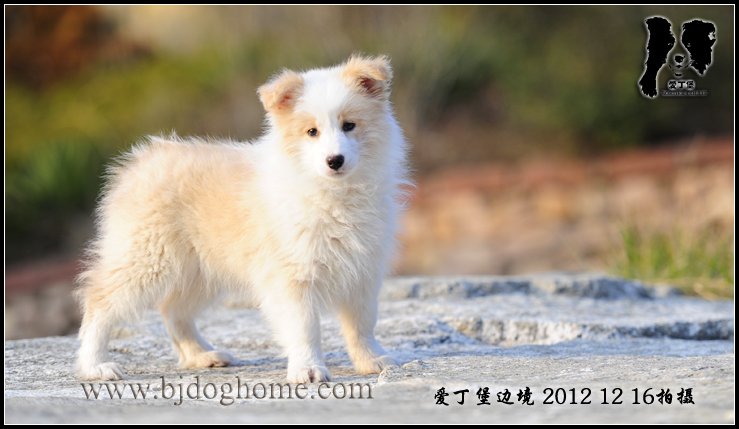 爱丁堡边境牧羊犬