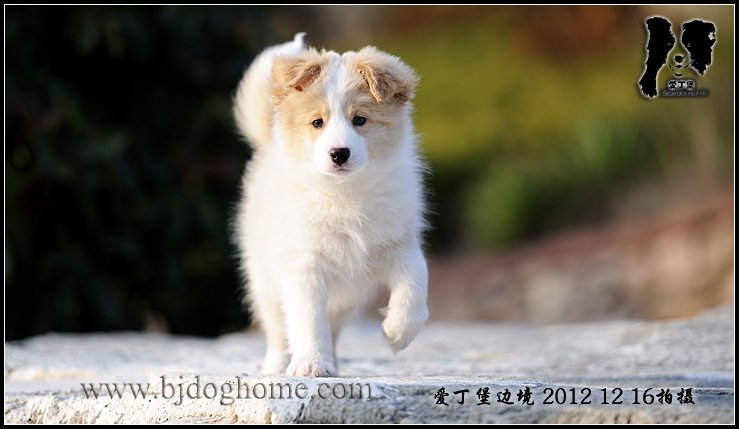 爱丁堡边境牧羊犬