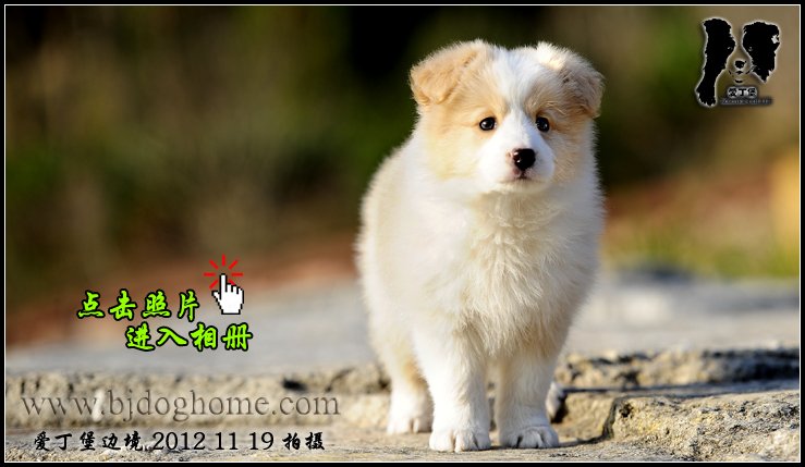 爱丁堡边境牧羊犬