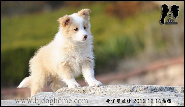 爱丁堡边境牧羊犬