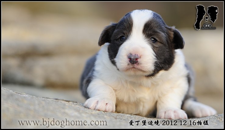 爱丁堡边境牧羊犬