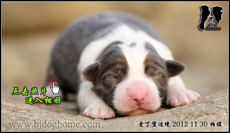 爱丁堡边境牧羊犬