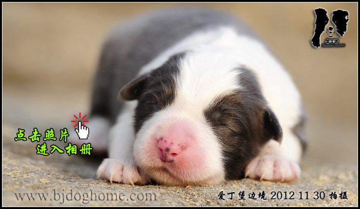爱丁堡边境牧羊犬