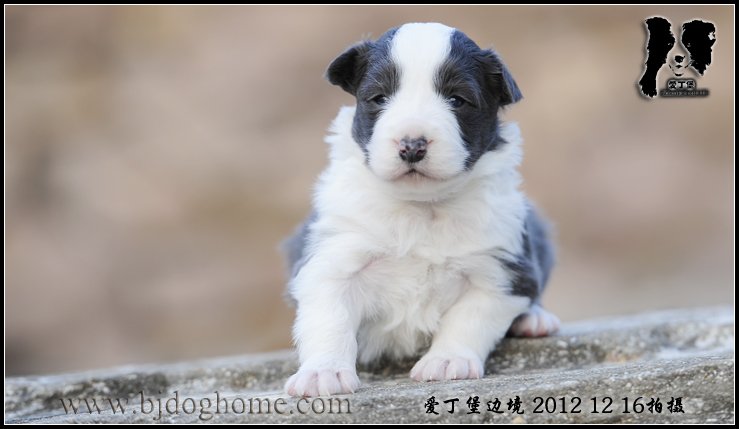 爱丁堡边境牧羊犬