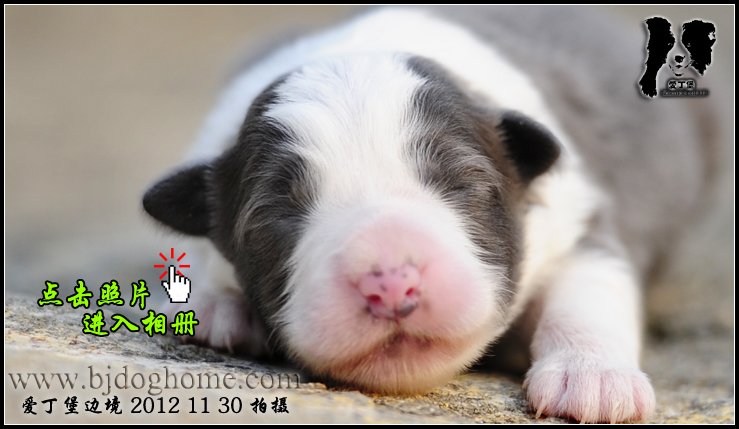 爱丁堡边境牧羊犬