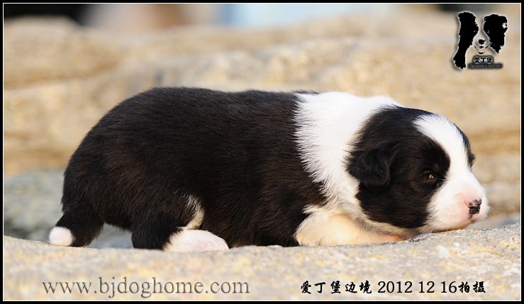 爱丁堡边境牧羊犬
