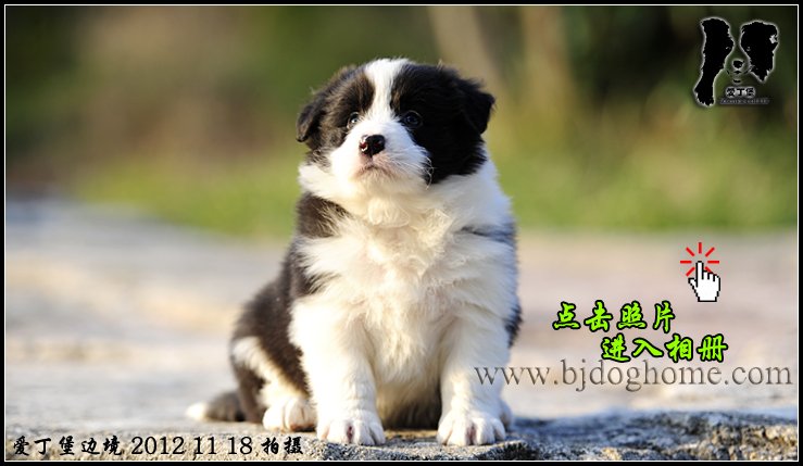 边境牧羊犬