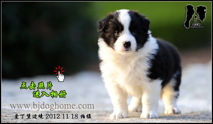 边境牧羊犬