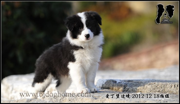 边境牧羊犬