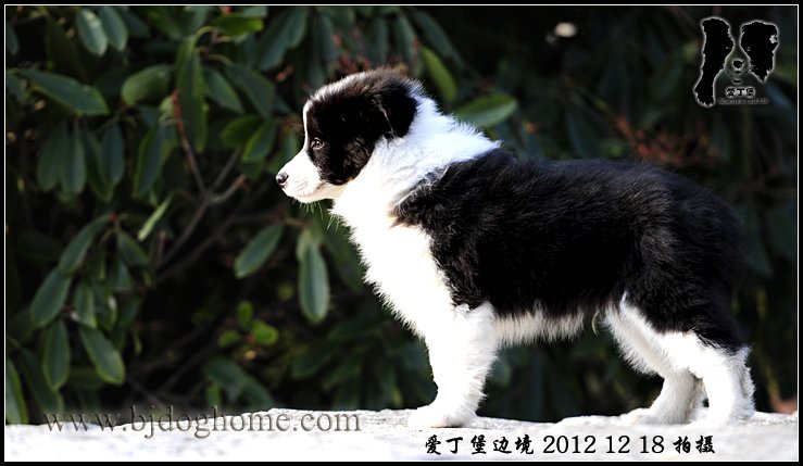 边境牧羊犬