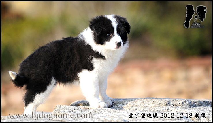 边境牧羊犬