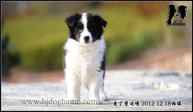 边境牧羊犬