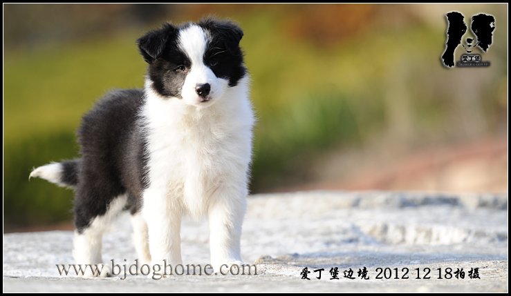 爱丁堡边境牧羊犬