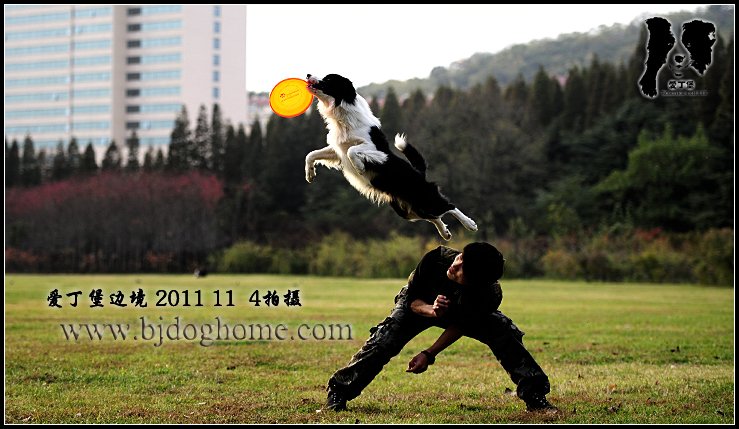 边境牧羊犬