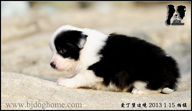 边境牧羊犬