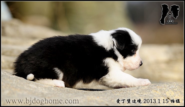 爱丁堡边境牧羊犬