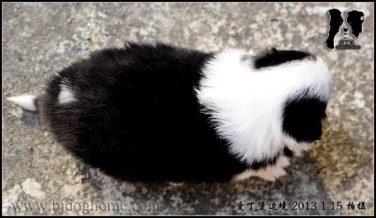 边境牧羊犬