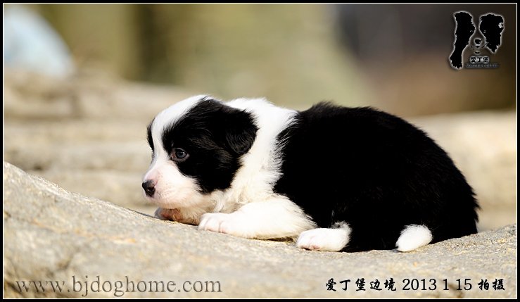 边境牧羊犬
