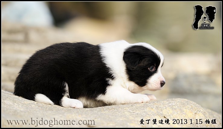边境牧羊犬