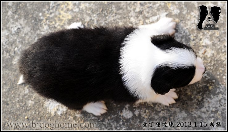 边境牧羊犬