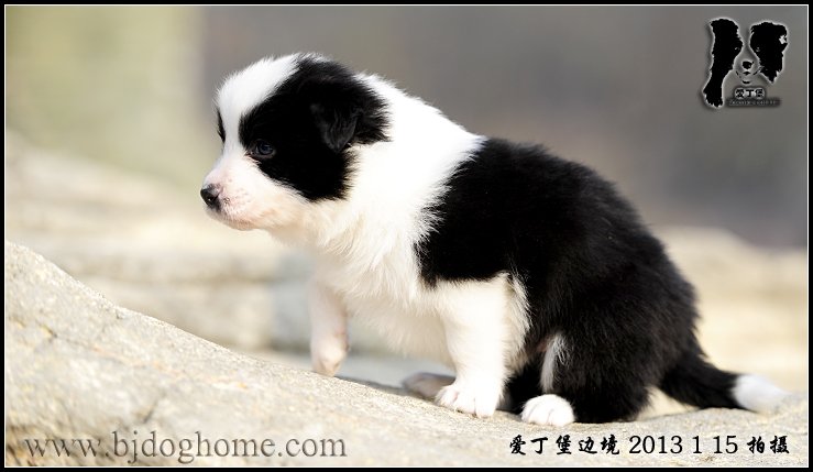 边境牧羊犬