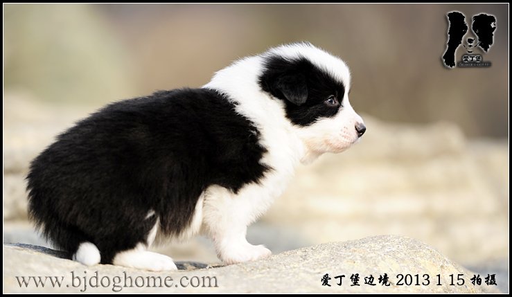 爱丁堡边境牧羊犬