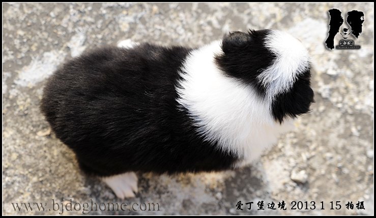 边境牧羊犬