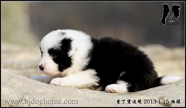 边境牧羊犬