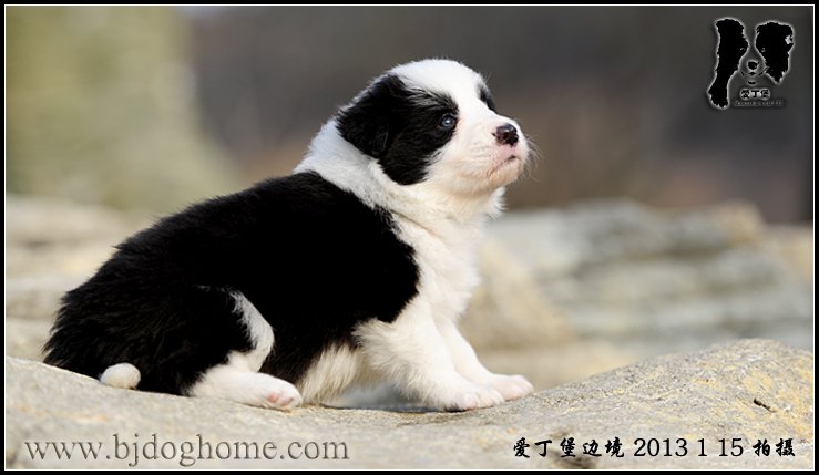边境牧羊犬