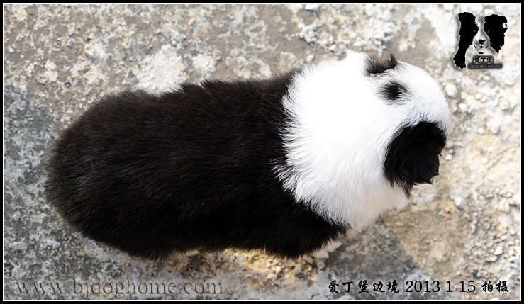 边境牧羊犬