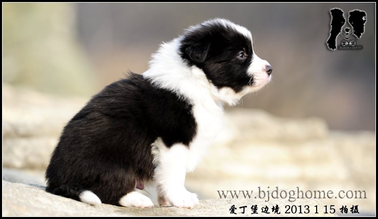 边境牧羊犬