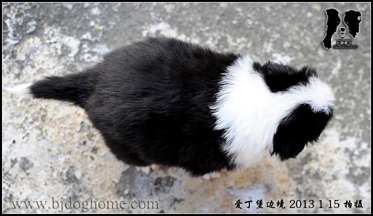 边境牧羊犬