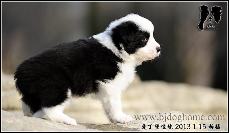 边境牧羊犬