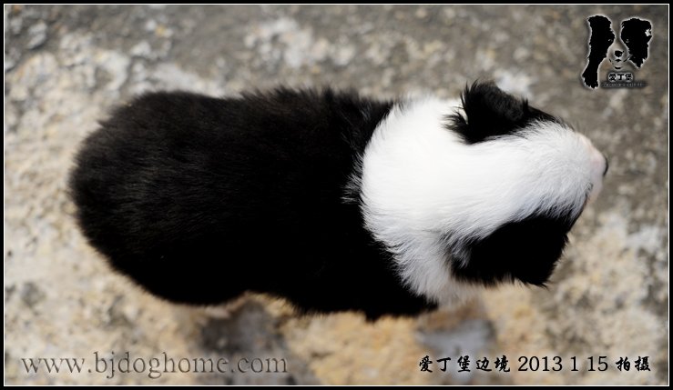 边境牧羊犬