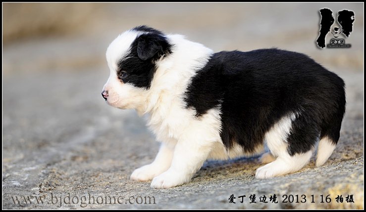 边境牧羊犬