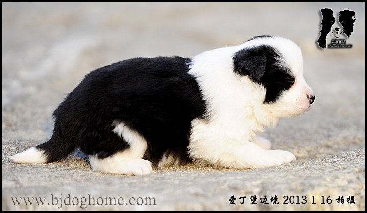 边境牧羊犬