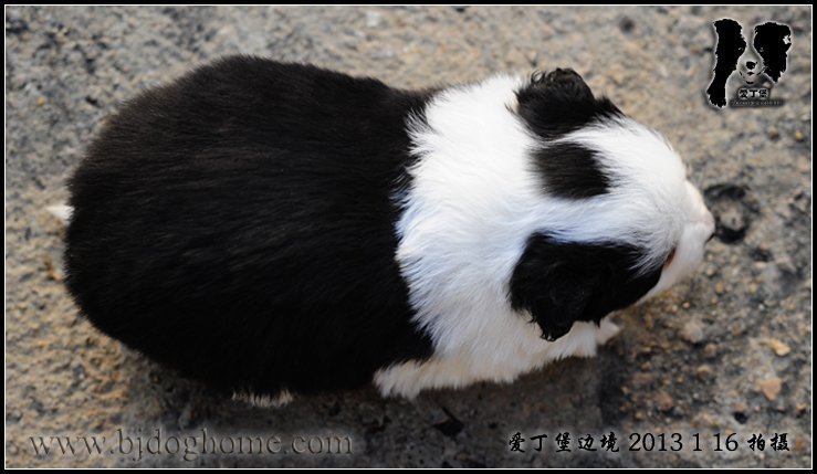 边境牧羊犬