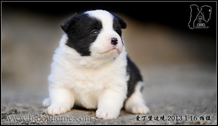 边境牧羊犬