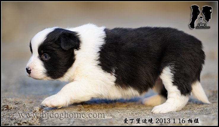边境牧羊犬