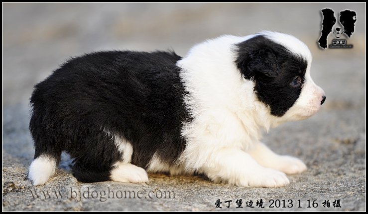 边境牧羊犬