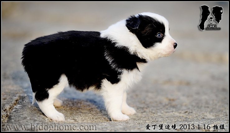 边境牧羊犬