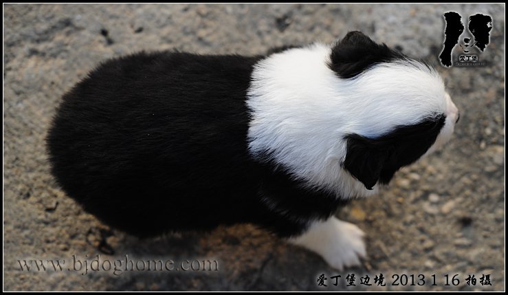 边境牧羊犬
