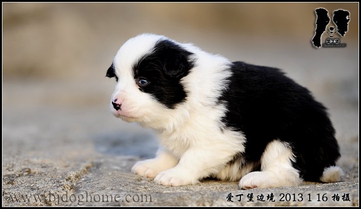 边境牧羊犬