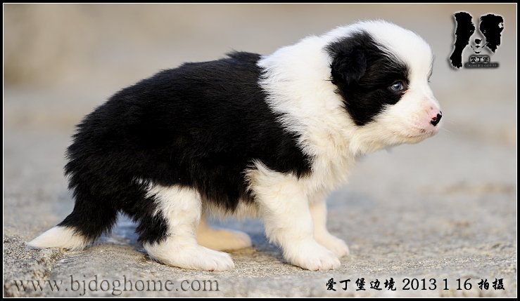 边境牧羊犬