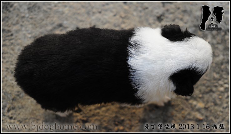爱丁堡边境牧羊犬