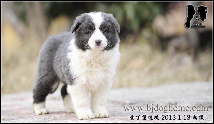边境牧羊犬