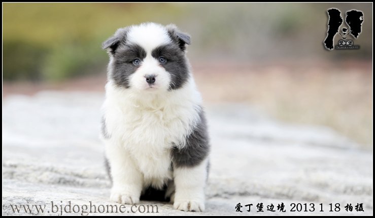 边境牧羊犬