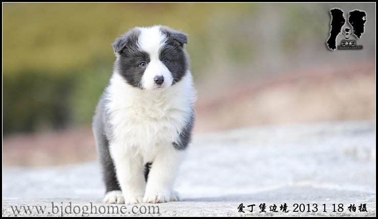 边境牧羊犬 
