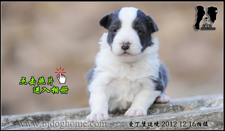 边境牧羊犬